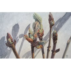 Ramuri de castan Ramuri de castan