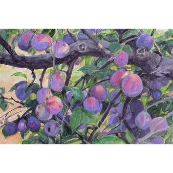 Ostrov în livada cu pruni